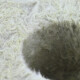 Grodan Rockwool Blocks Small Hole 10 x 10cm (36 pcs)
